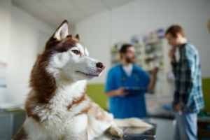 Kutya az állatorvosnál - allergiás kutyák